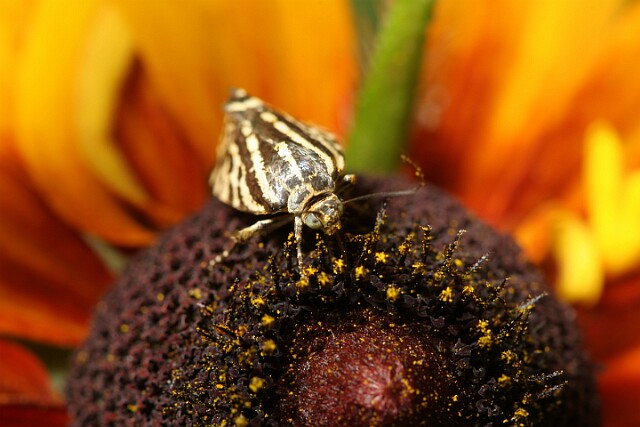 Polnica szachowniczka [Emmelia trabealis]