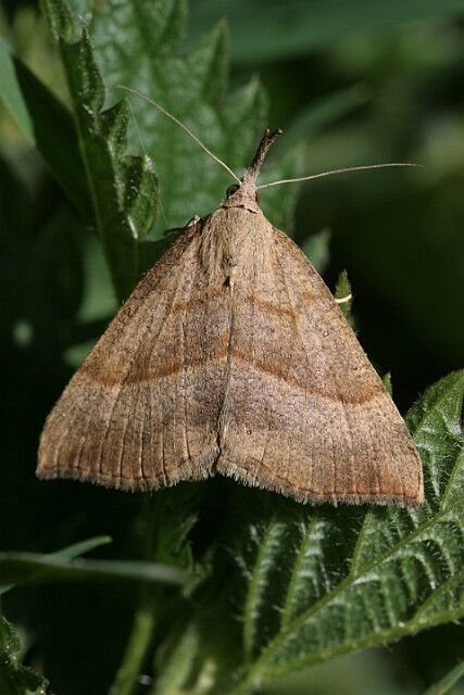 Rozszczepka śnicianka Hypena proboscidalis
