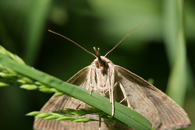 Rozszczepka śnicianka Hypena proboscidalis