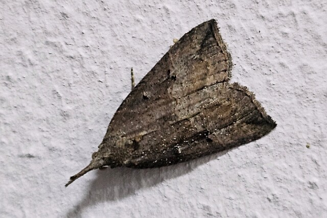 Rozszczepka nosatka Hypena (Hypena) rostralis