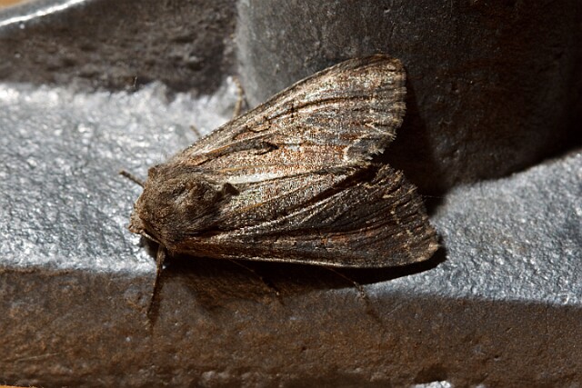 Piętnówka zmienna Lacanobia suasa