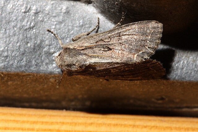 Piętnówka zmienna Lacanobia suasa