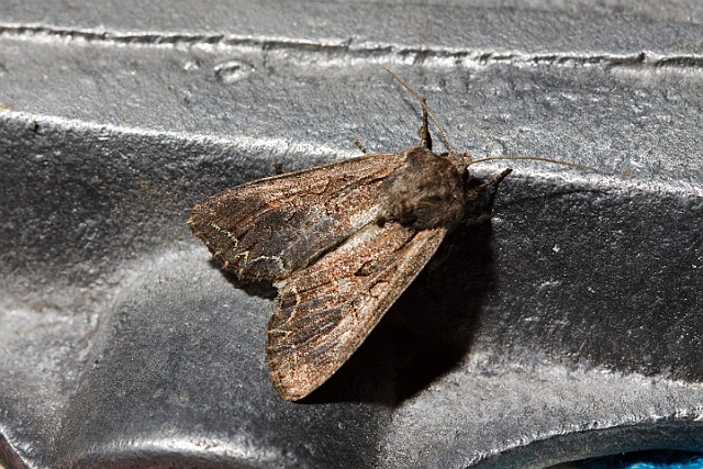 Piętnówka zmienna Lacanobia suasa