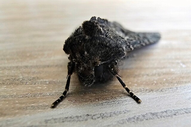 Piętnówka kapustnica [ Mamestra brassicae ]