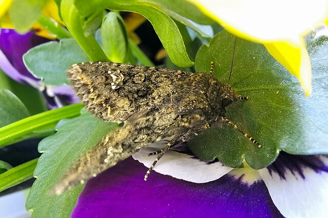 Piętnówka kapustnica [ Mamestra brassicae ]