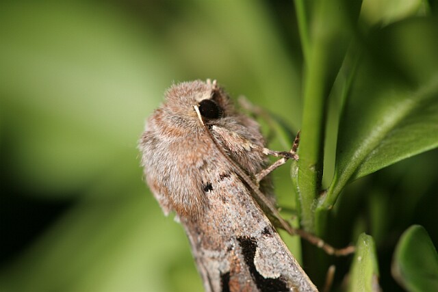 Piętnówka wiciokrzewka [Orthosia gothica]