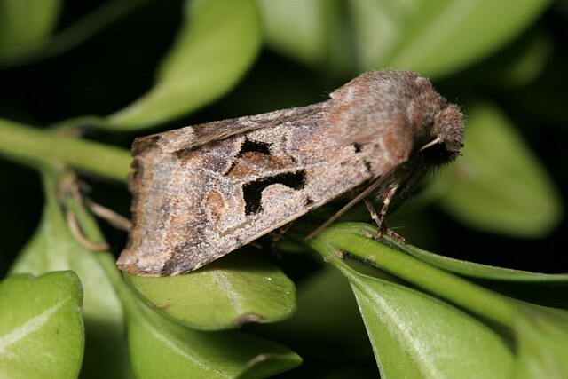 Piętnówka wiciokrzewka [Orthosia gothica]