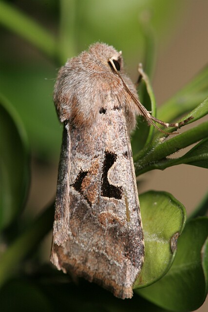 Piętnówka wiciokrzewka [Orthosia gothica]