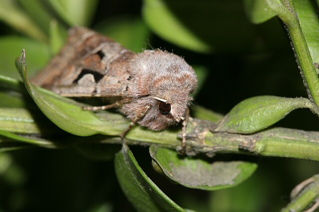 Piętnówka wiciokrzewka [Orthosia gothica]