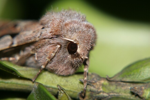 Piętnówka wiciokrzewka [Orthosia gothica]