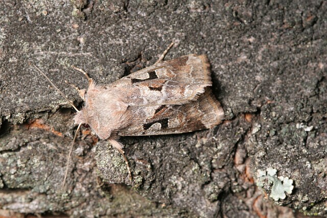 Piętnówka wiciokrzewka [Orthosia gothica]