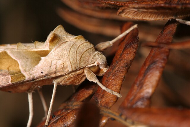 Krokiewka lękwica [Phlogophora meticulosa]