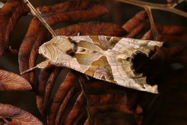 Krokiewka lękwica [Phlogophora meticulosa]