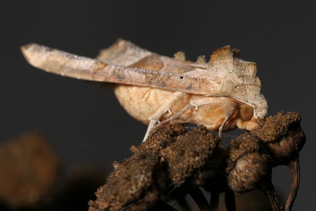 Krokiewka lękwica [Phlogophora meticulosa]