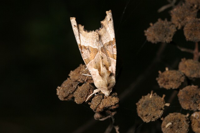 Krokiewka lękwica [Phlogophora meticulosa]