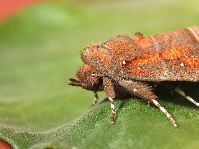 Szczerbówka ksieni [Scoliopteryx libatrix]