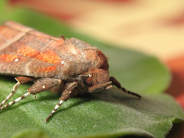 Szczerbówka ksieni [Scoliopteryx libatrix]