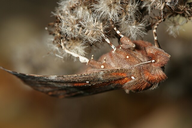Szczerbówka ksieni [Scoliopteryx libatrix]