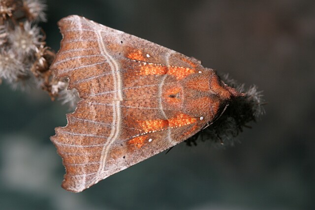Szczerbówka ksieni [Scoliopteryx libatrix]