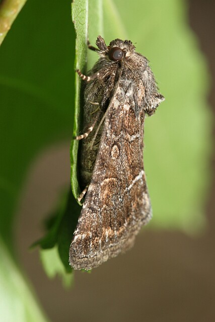 Ponurzyca źralica [Thalpophila matura]