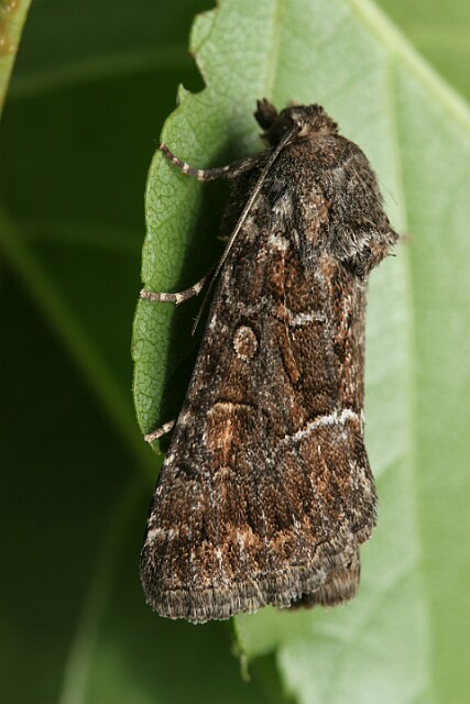 Ponurzyca źralica [Thalpophila matura]
