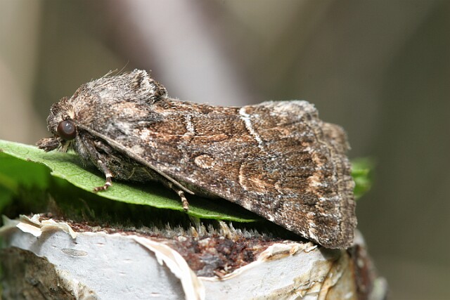 Ponurzyca źralica [Thalpophila matura]