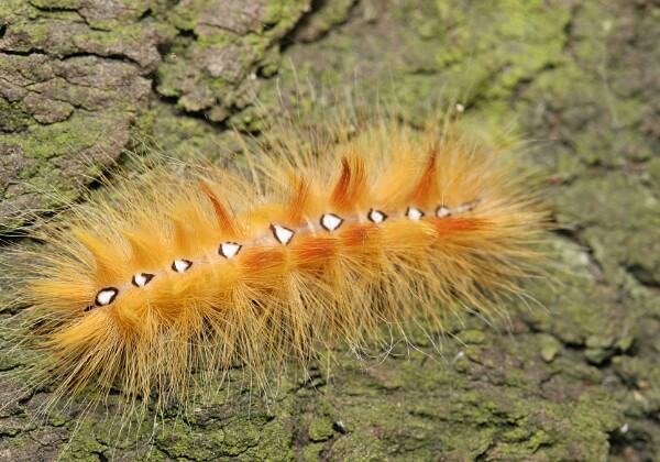 Wieczernica klonówka Wieczernica klonówka [Acronicta aceris]