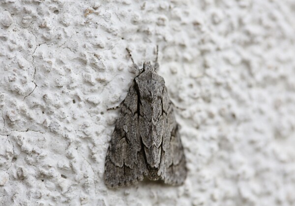Wieczernica strzałówka (Acronicta psi)