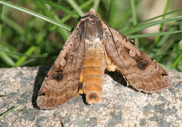 Rolnica tasiemka Rolnica tasiemka Noctua pronuba