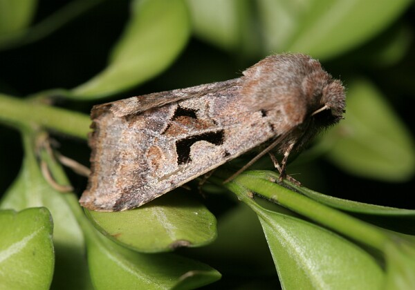 Piętnówka wiciokrzewka Piętnówka wiciokrzewka [Orthosia gothica]