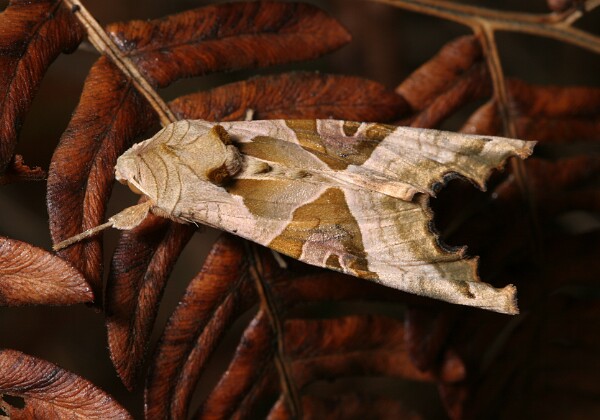 Krokiewka lękwica Krokiewka lękwica [Phlogophora meticulosa]