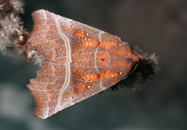 Szczerbówka ksieni Szczerbówka ksieni [Scoliopteryx libatrix]