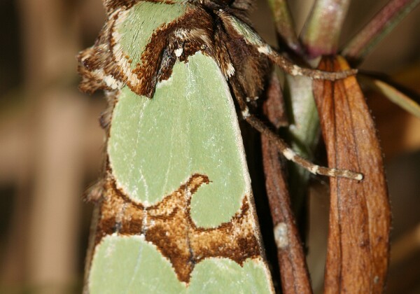 Krzyżówka malachitówka Krzyżówka malachitówka [Staurophora celsia]