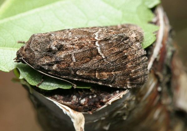 Ponurzyca źralica Ponurzyca źralica [Thalpophila matura]