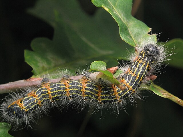 Narożnica zbrojówka [Phalera bucephala]