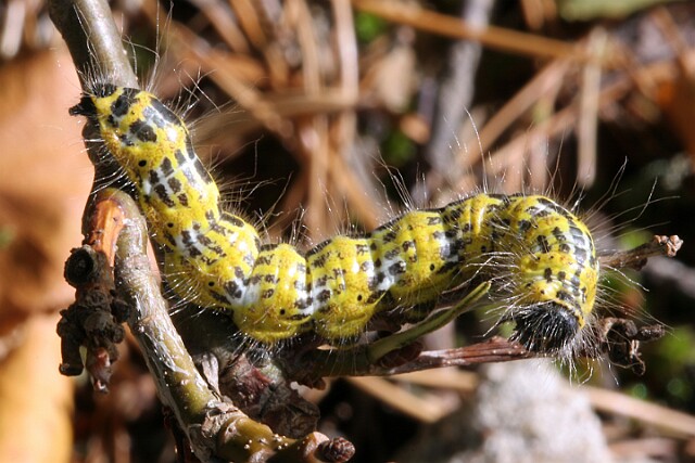 Narożnica zbrojówka [Phalera bucephala]