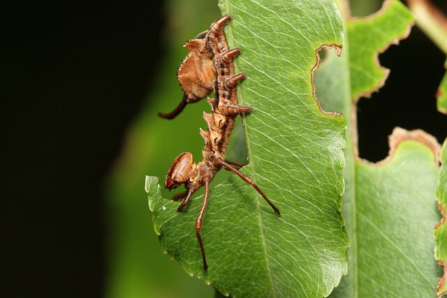 Potwora buczynówka [Stauropus fagi]