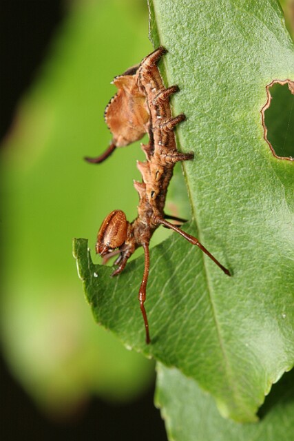Potwora buczynówka [Stauropus fagi]