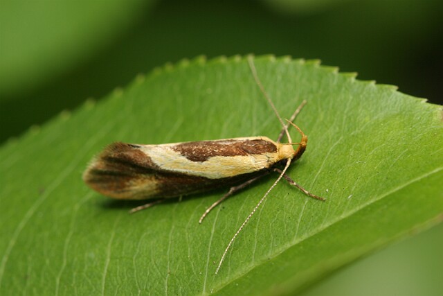 Harpella forficella janusz.michalski@onet.pl