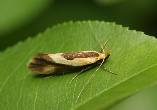 Harpella forficella Harpella forficella