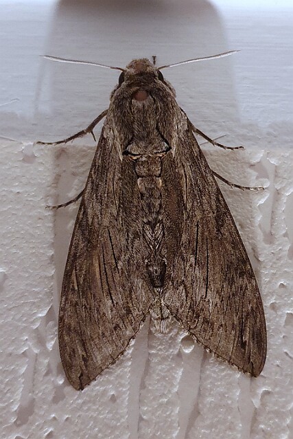 Zawisak powojowiec Agrius convolvuli