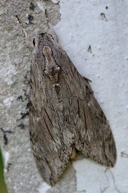 Zawisak powojowiec Agrius convolvuli