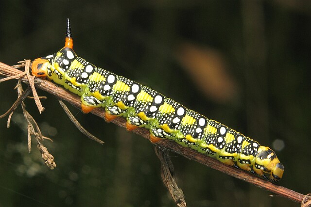 Zmrocznik wilczomleczek [Hyles euphorbiae]