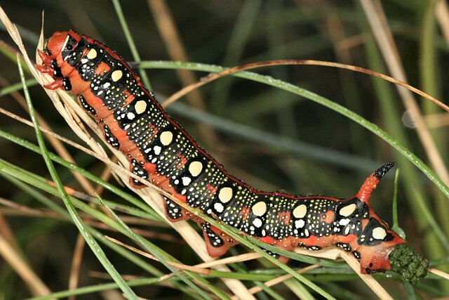 Zmrocznik wilczomleczek [Hyles euphorbiae]