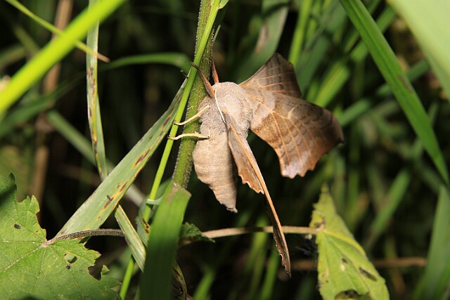 Nastrosz topolowiec Laothoe populi populi (Linnaeus, 1758)