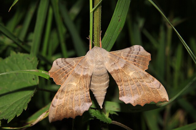 Nastrosz topolowiec Laothoe populi populi (Linnaeus, 1758)