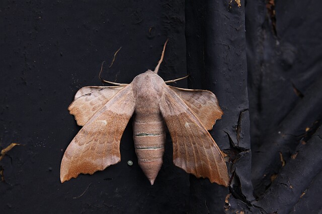 Nastrosz topolowiec Laothoe populi populi (Linnaeus, 1758)