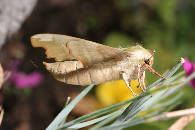 Nastrosz lipowiec [Mimas tiliae]