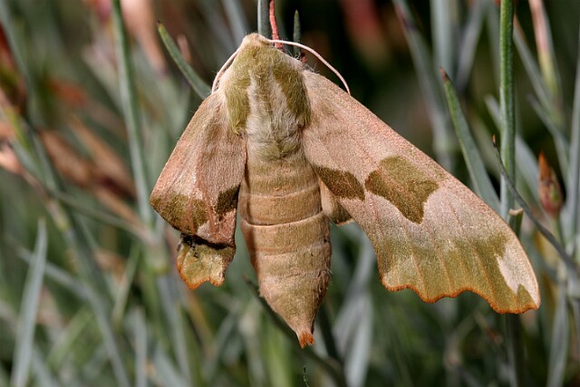 Nastrosz lipowiec [Mimas tiliae]