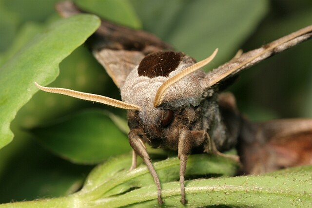Nastrosz półpawik [Smerinthus ocellata]